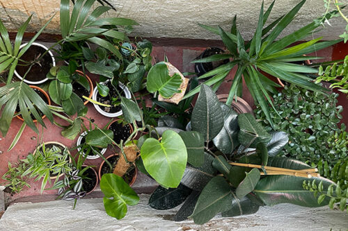 Plantas