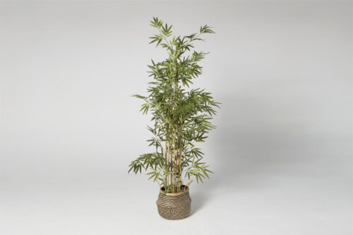 Planta Bambú