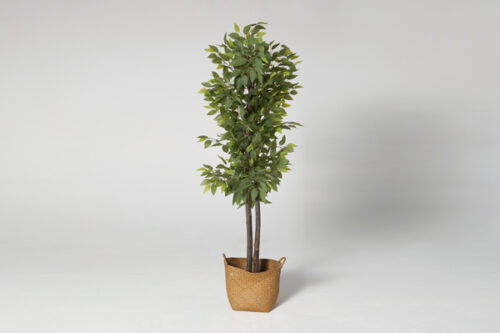 Planta L