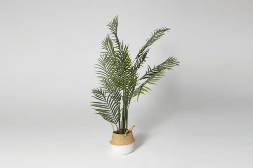 Planta tropical