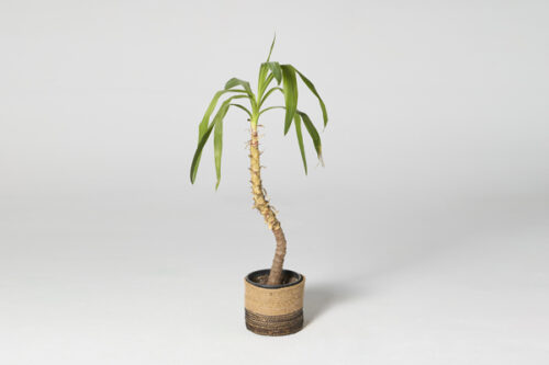 Planta tropical M
